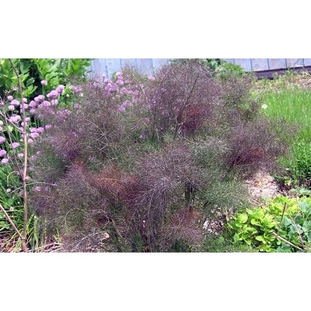 Bronze Fennel SelfSeeding